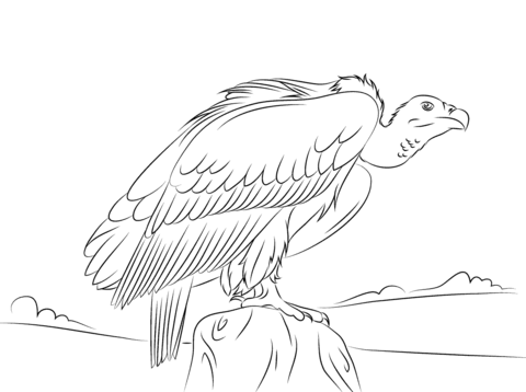 Long Billed Indian Vulture Coloring Page